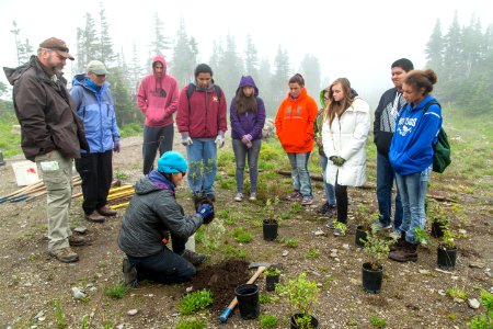 Volunteer Group Planting at Logan Pass 03