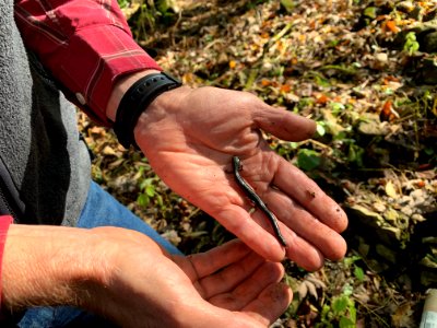 Peaks of Otter Salamander