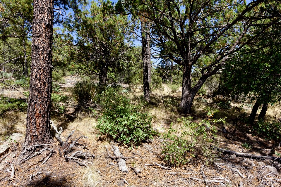 Pinos Altos Mountains