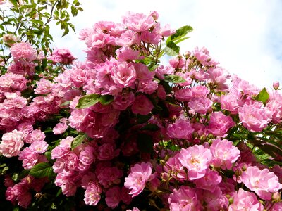 Flowers blooming blossom photo
