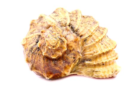White shells background photo
