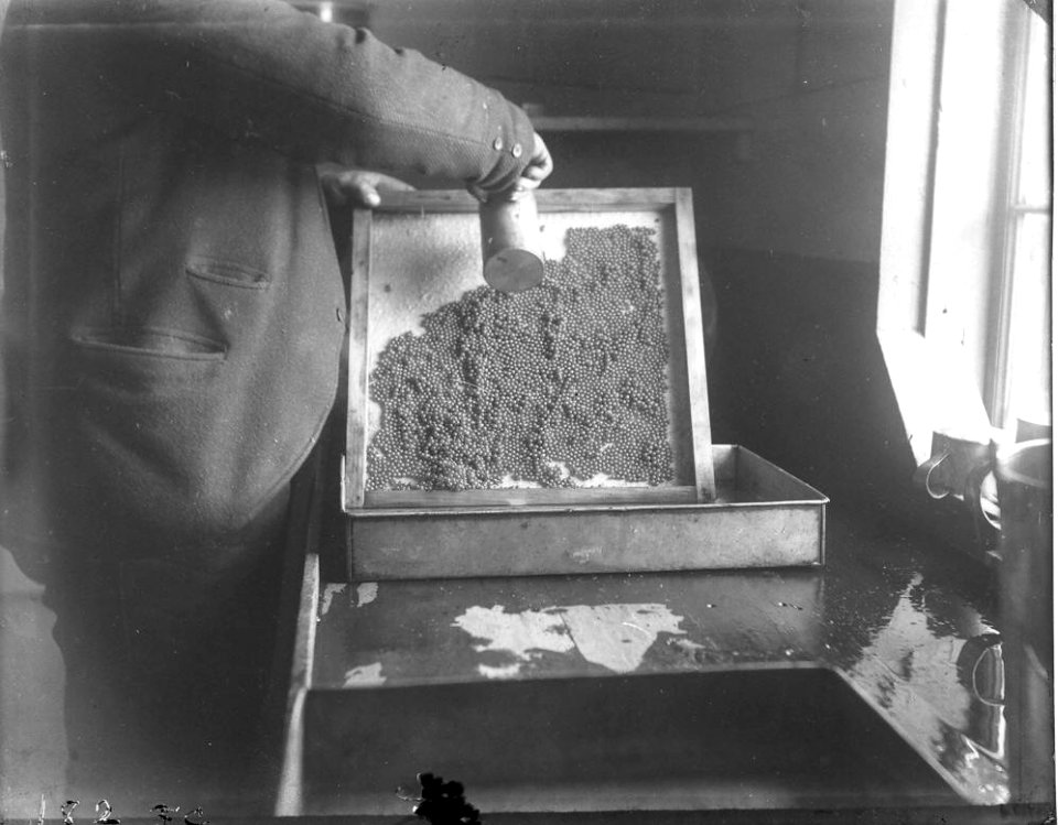 Transferring eggs at Craig Brook National Fish Hatchery (circa late 1800's early 1900's)