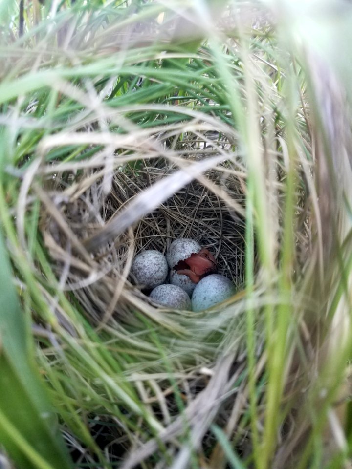 Saltmarsh sparrow hatching day!