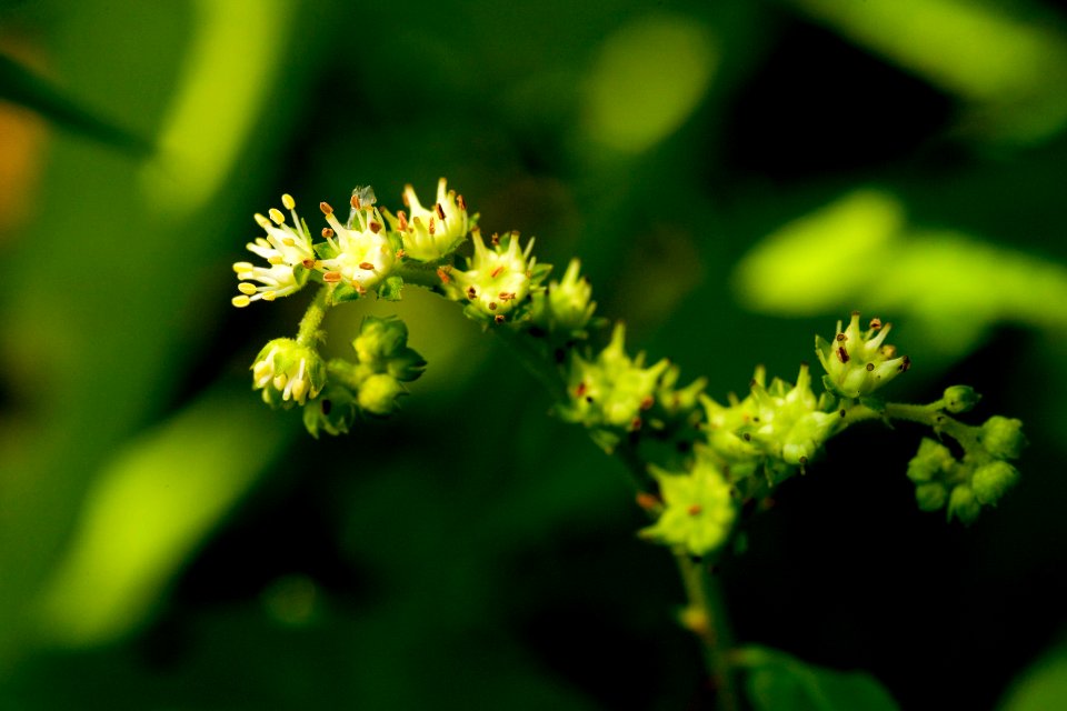 Penthorum sedoides