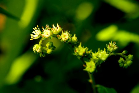 Penthorum sedoides