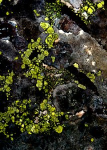 Many Glacier - The Grouper Swallows The Universe