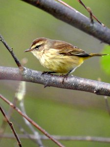 Palm warbler at Ohio River Islands National Wildlife Refuge