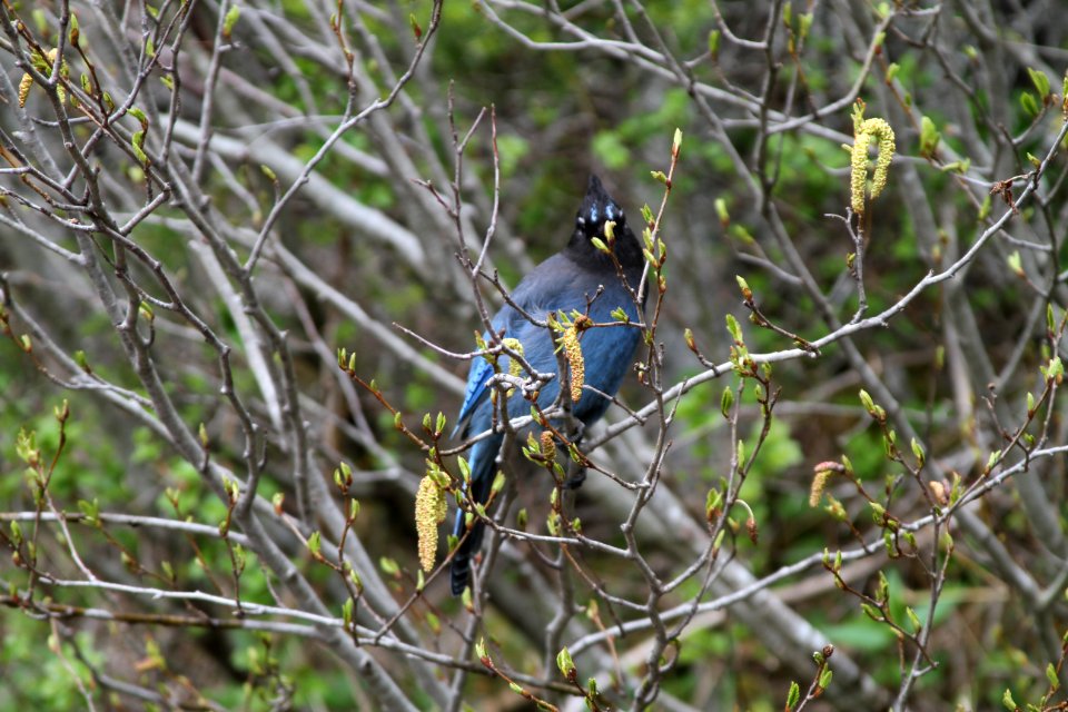 Steller's Jay (Cyanocitta Stelleri)