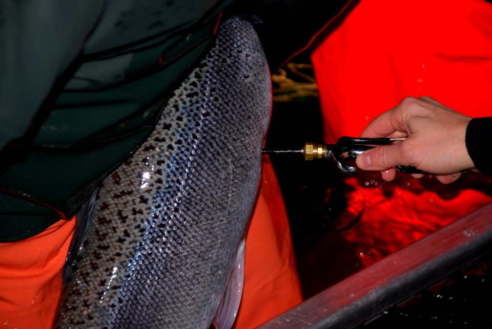 Preparing Atlantic salmon for spawning at Craig Brook National Fish Hatchery