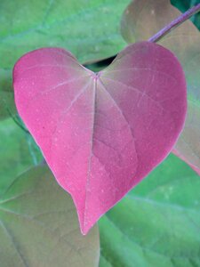 Leaves background natural plant