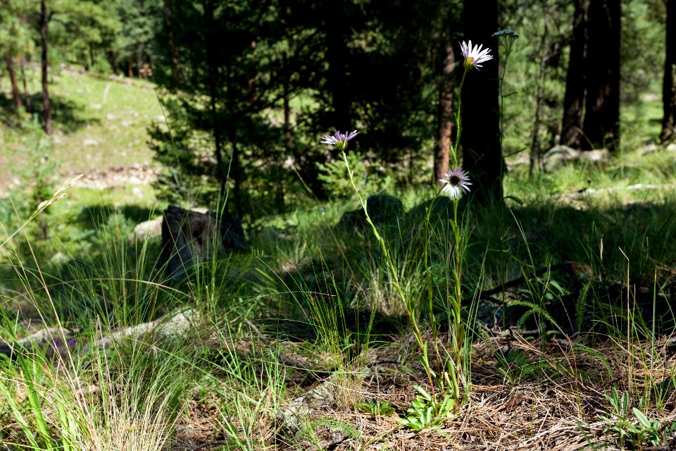Townsendia formosa