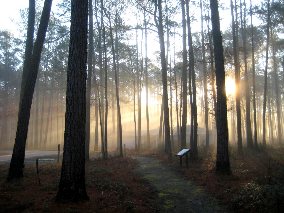 Sun through the trees