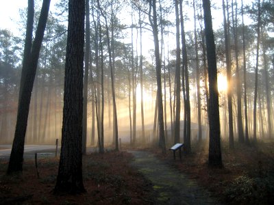 Sun through the trees