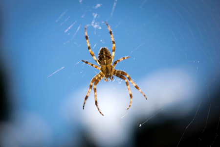 Close up web garden spider photo