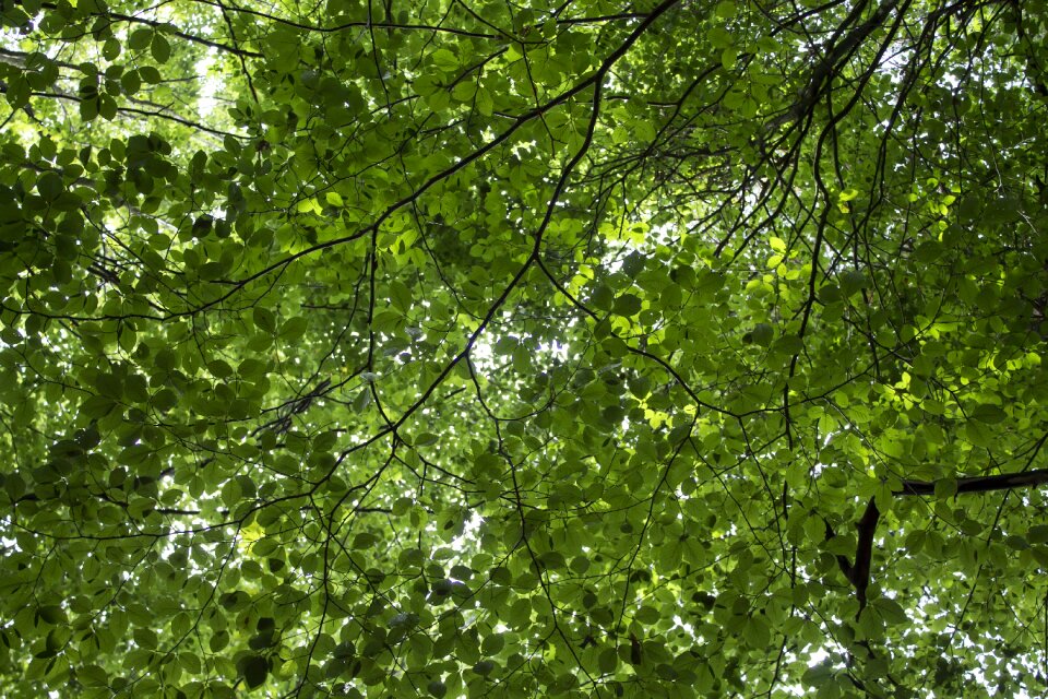 Trees forest autumn