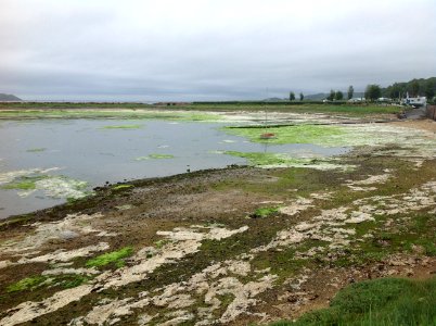 Marée verte photo