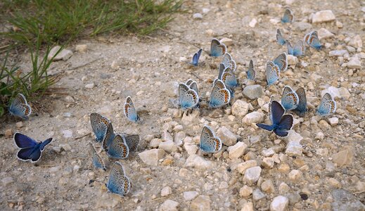 Butterfly flying insects polyommatus icarus
