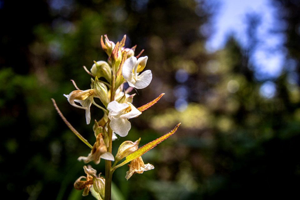 Sickletop Lousewort (Pedicularis racemosa)