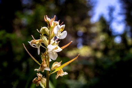 Sickletop Lousewort (Pedicularis racemosa) photo