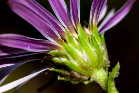 Townsendia formosa