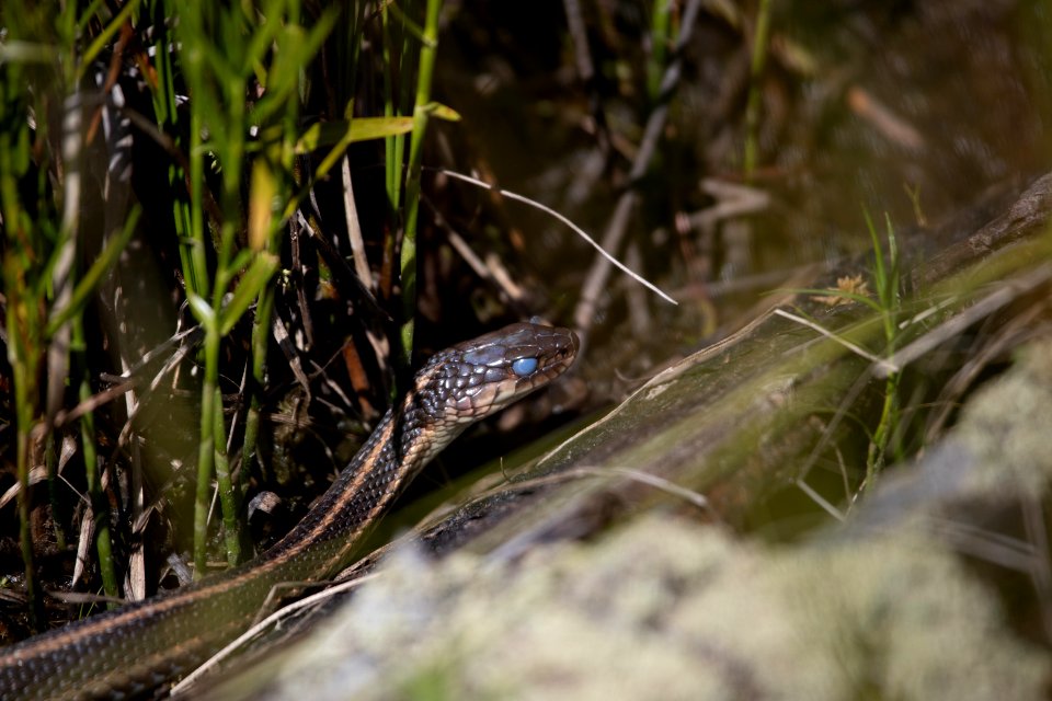 Common Gartersnake (Thamnophis sirtalis)