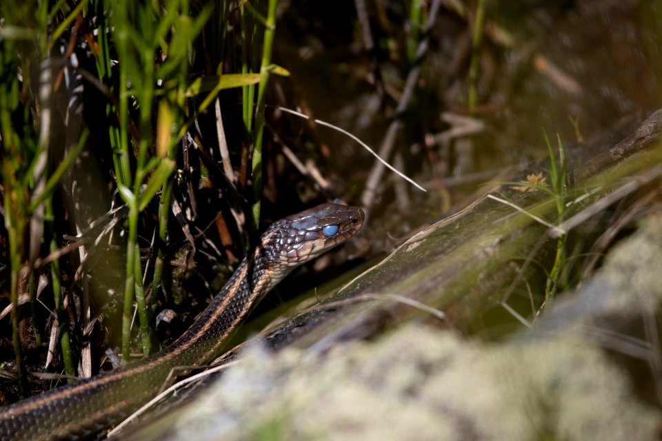 Common Gartersnake (Thamnophis sirtalis) photo