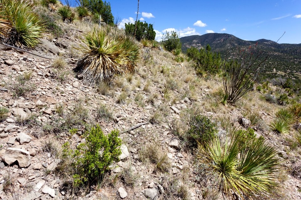 Near Temporal Canyon
