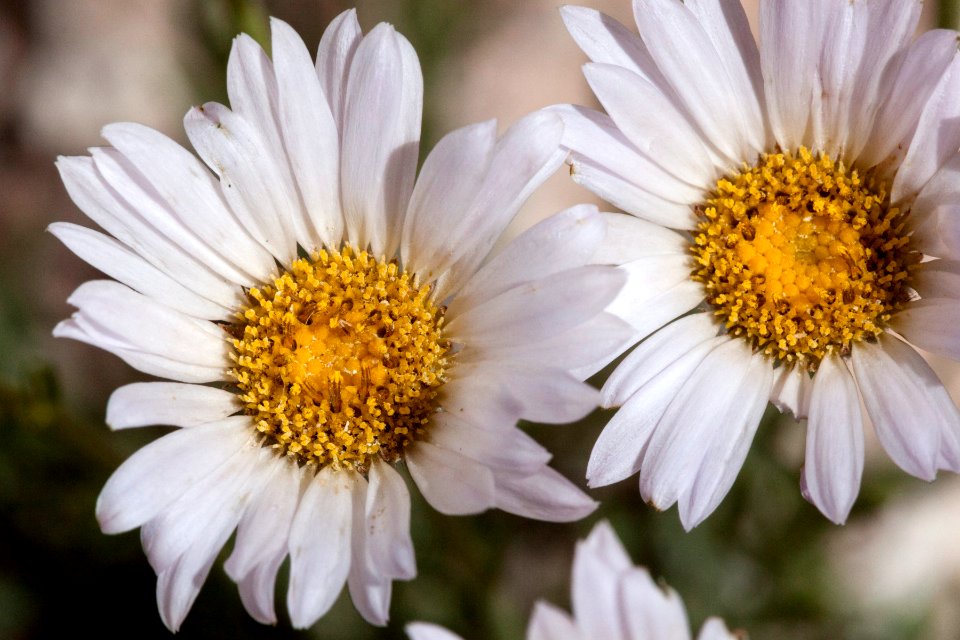 Erigeron pulcherrimus