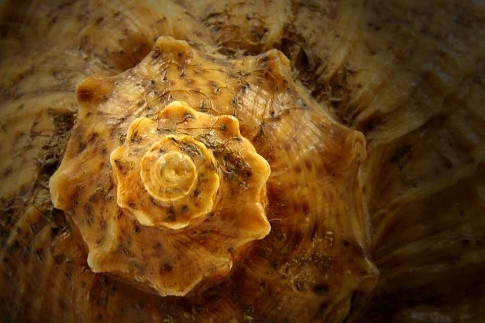 White shells background