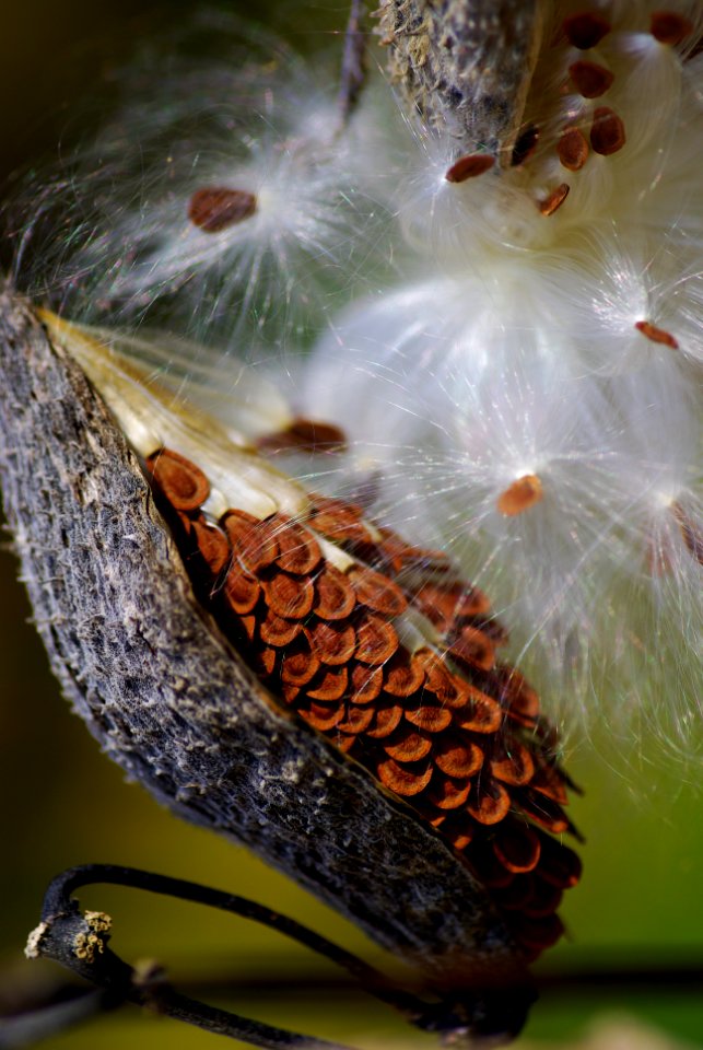 Milkweed Pod