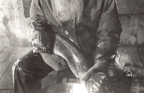 Atkins stripping salmon of eggs (1)