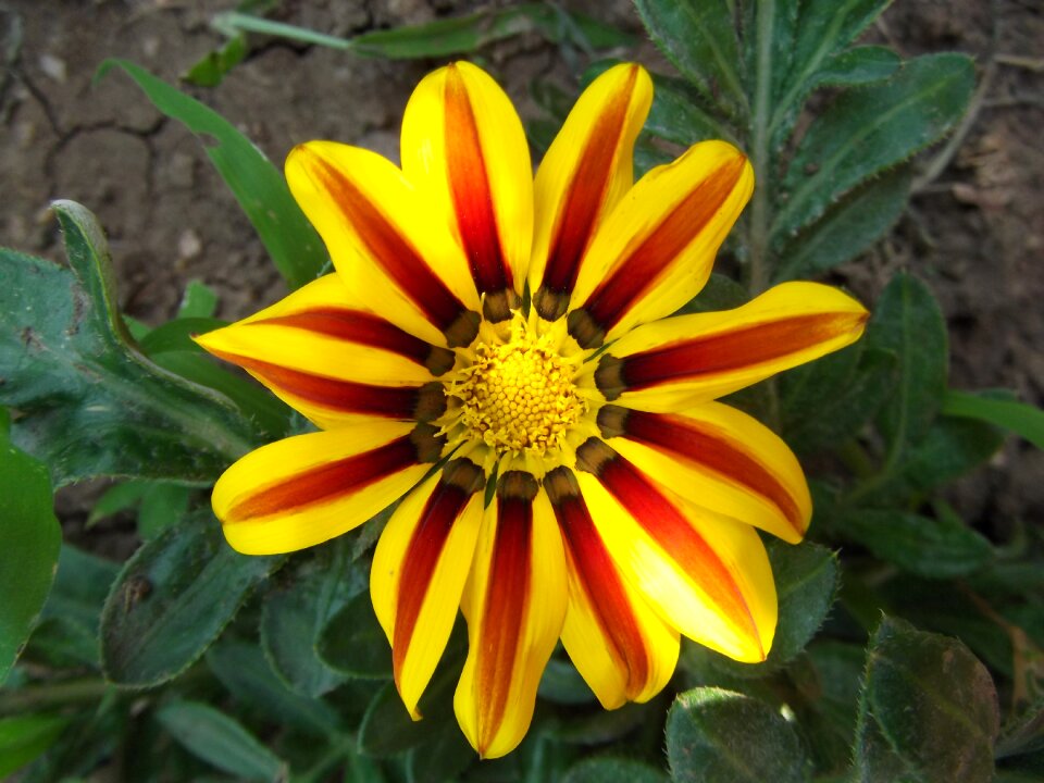 Striped stripes garden