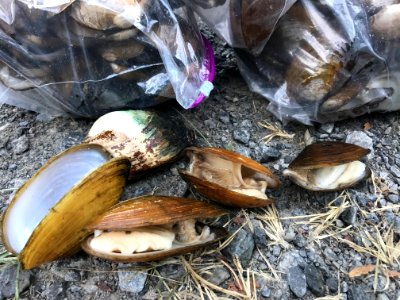 20190924 Sycamore Island dead mussels
