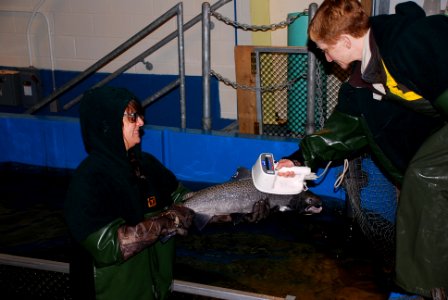 Katie and Denise scanning fish for genetic identity