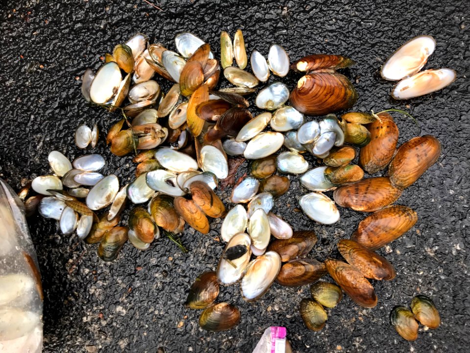 Frost Ford freshly dead mussels