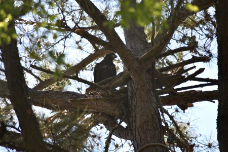 EN Eaglet-HomeAtLast