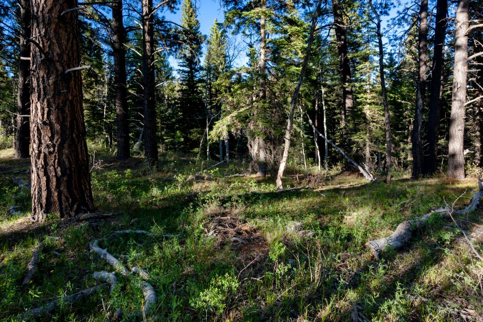 Sawmill Mesa