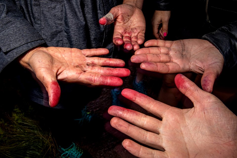 Huckleberry Stains
