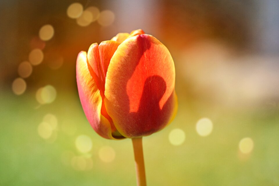 Bloom orange spring flower