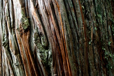 Trail of the Cedars - skin