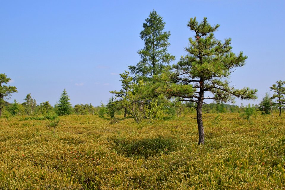Maquam Bog