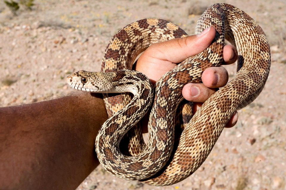 Pituophis catenifer affinis