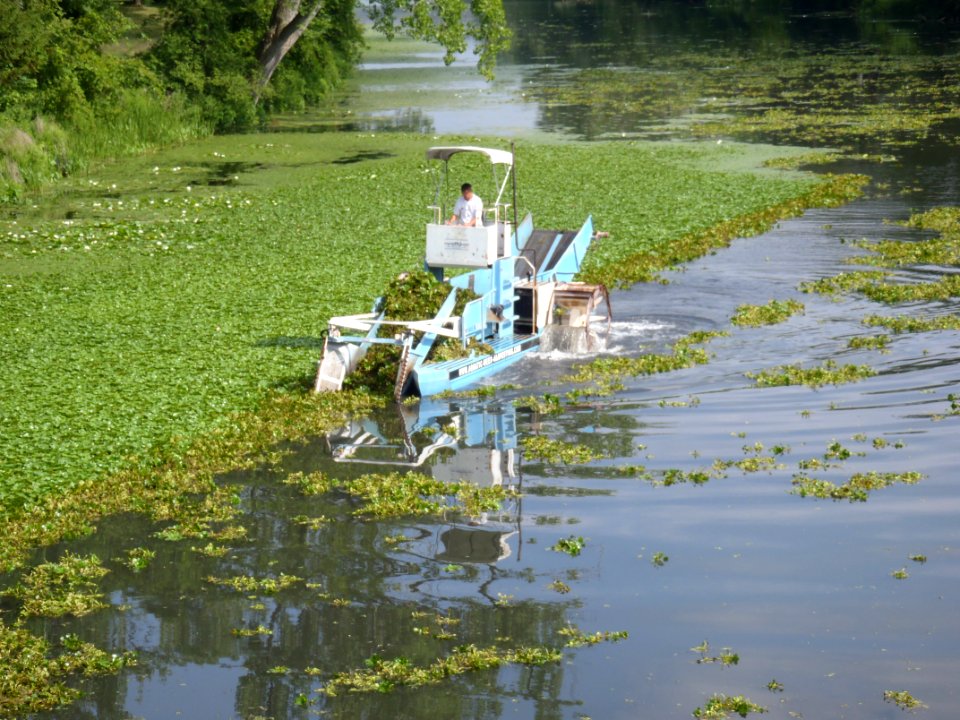 Water Chestnut Mechanical Harvesting in 2011 photo