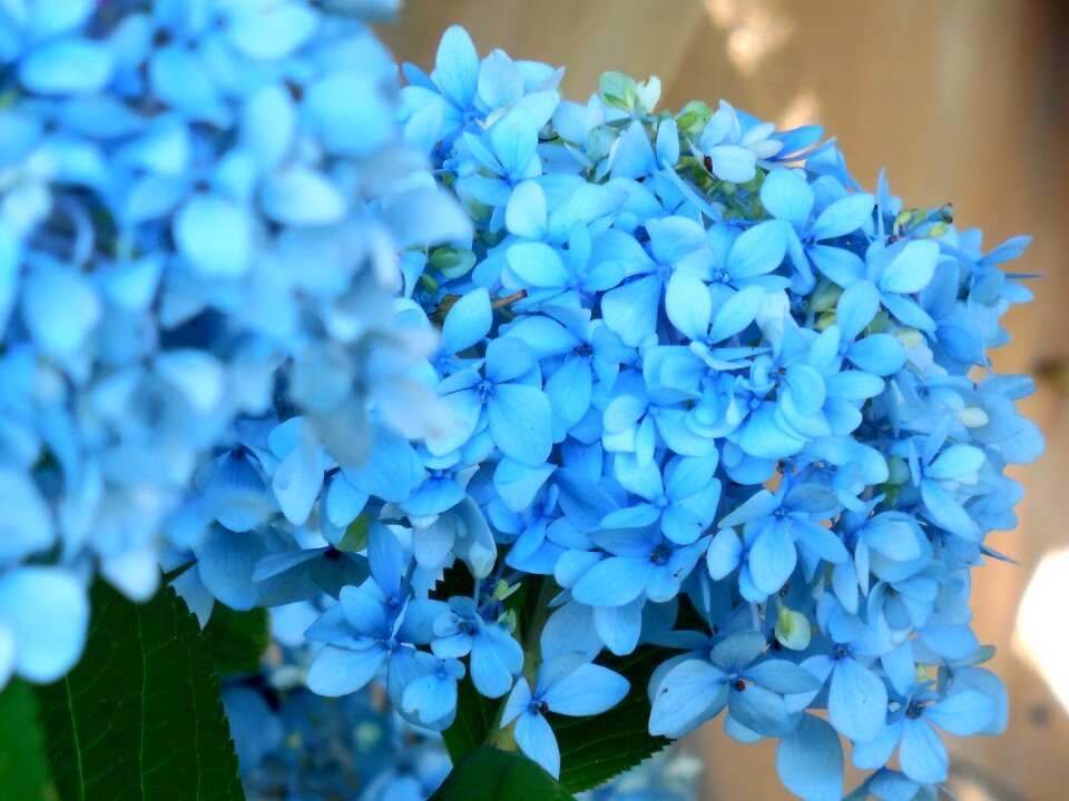Blossom floral summer