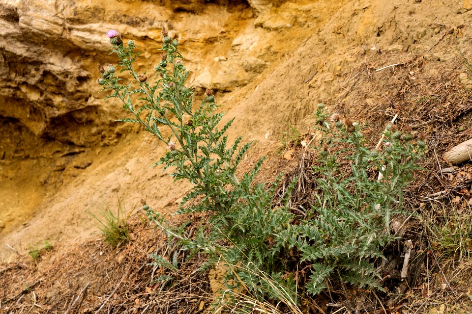 Cirsium undulatum