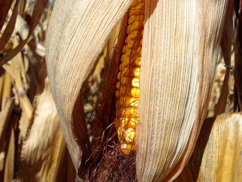 Autumn fall harvest