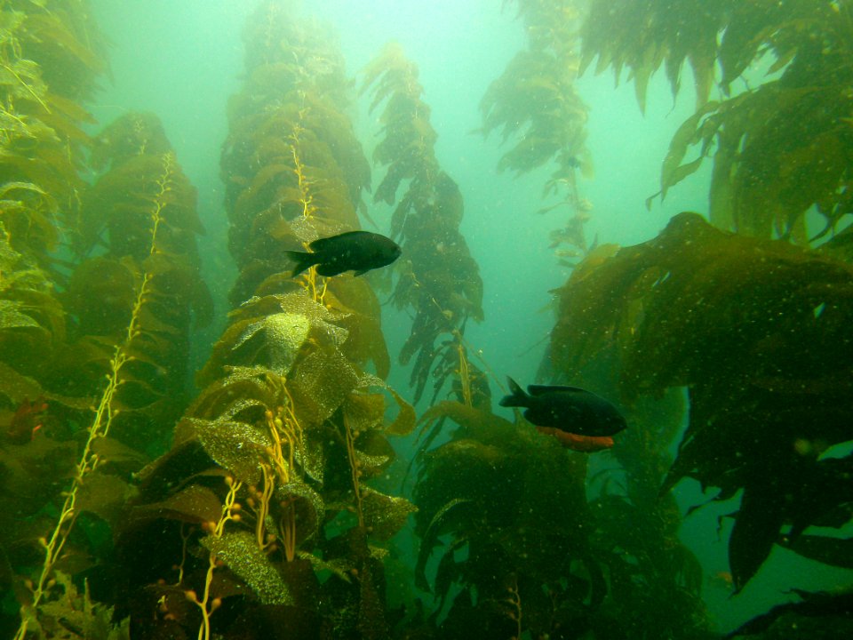Kelp with blacksmiths