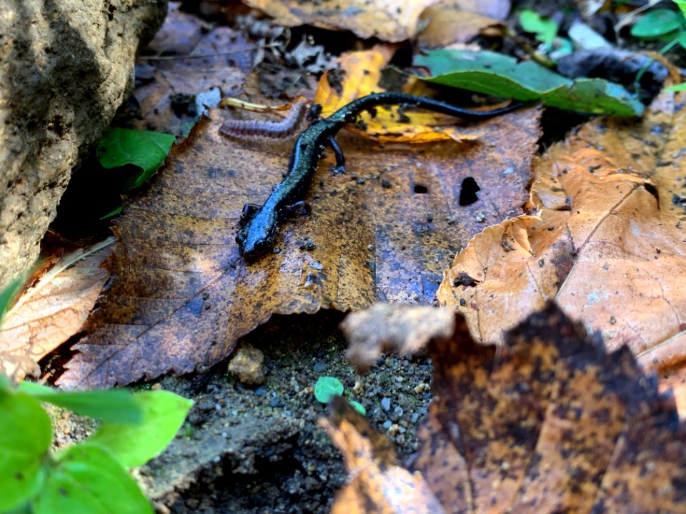 Peaks of Otter salamander