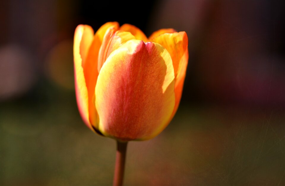 Bloom orange spring flower