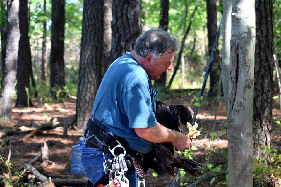 Preparing to return bald eaglet to nest at Eastern Neck National Wildlife Refuge 4/2017